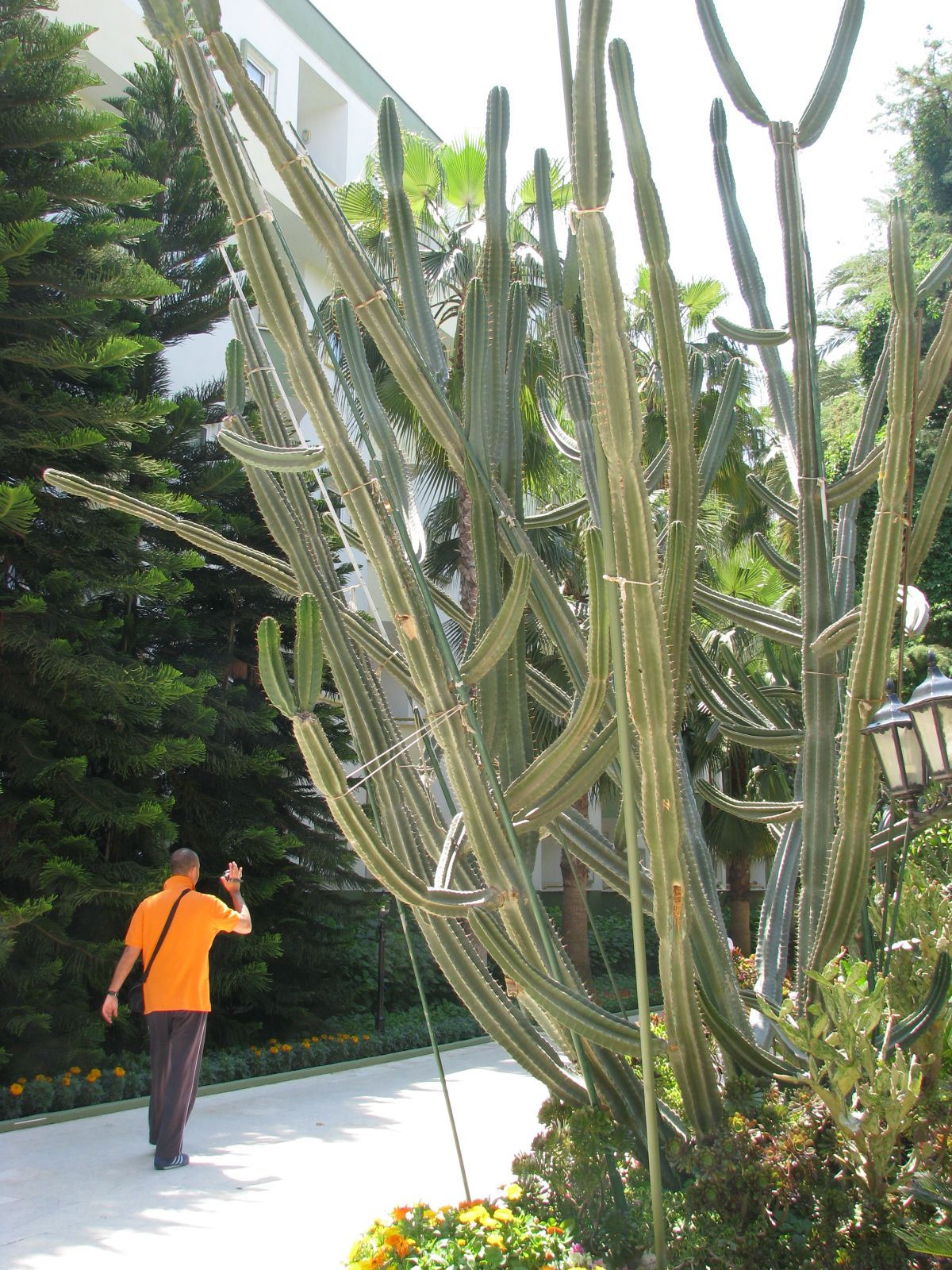 imagini hotel DELPHIN BOTANIK